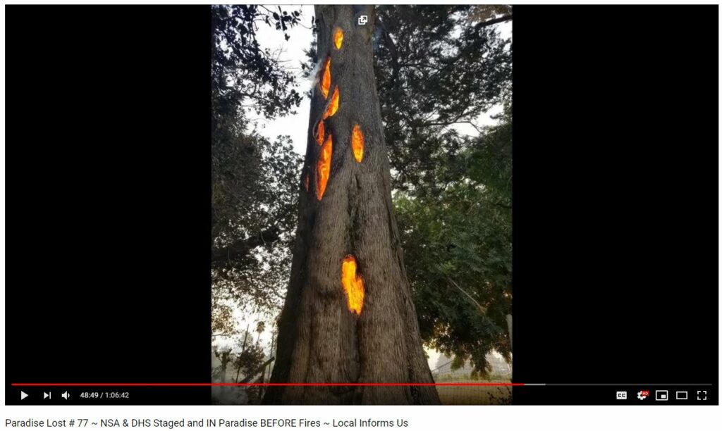 DEW Hallmark - Trees Burned Inside-Out